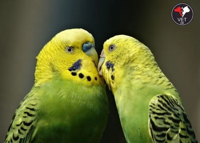 Muhabbet Kuşları Neden Kusar? Kusma ve Regürjitasyon Farkı Sindirim Sorunları ve Tıkanıklıklar Yeme Alışkanlıkları ve Diyet Değişiklikleri Stres ve Sağlık Problemleri